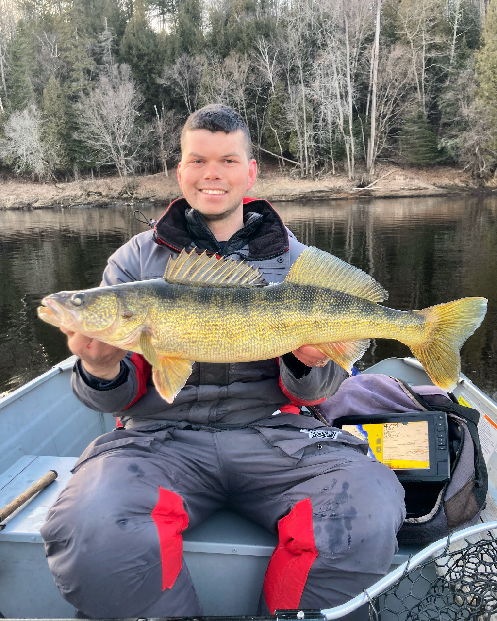 Gros doré de mars en rivière 